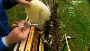 Récupérer un essaim d'abeilles