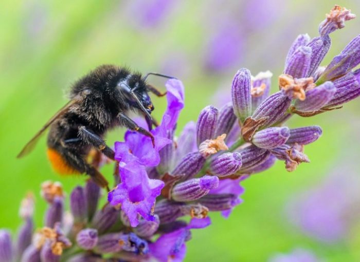 Les apiculteurs envoient des graines pour sauver les abeilles