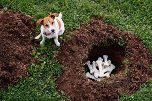 Pourquoi les chiens enterrent les os